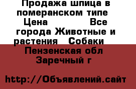 Продажа шпица в померанском типе › Цена ­ 20 000 - Все города Животные и растения » Собаки   . Пензенская обл.,Заречный г.